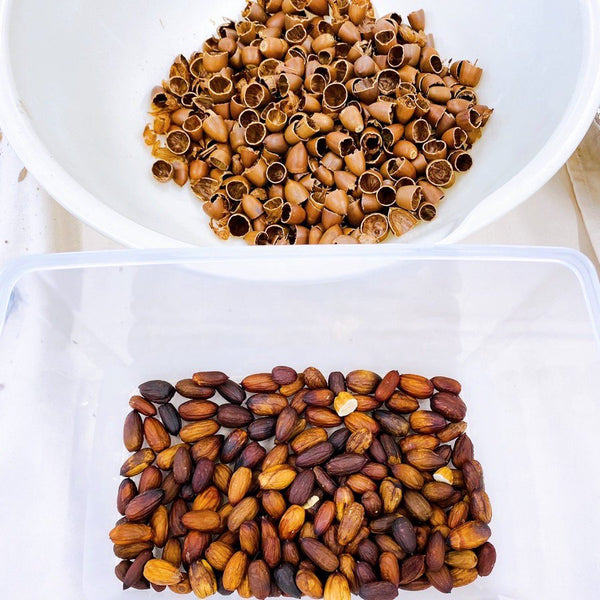 どんぐりの殻割り強化月間です✊