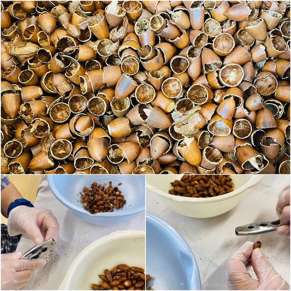 どんぐりの殻のリサイクル🔁