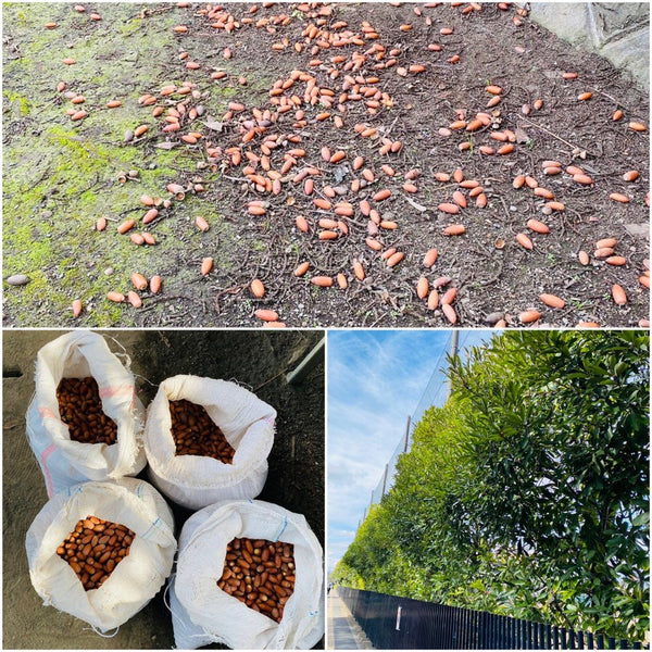 野田先生と収穫🌳