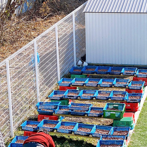 どんぐりを洗って干す🌞